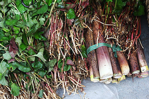 	為(wèi)什(shén)麽那(nà)麽多(duō)人(rén)喜歡吃(chī)野菜？
